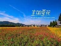 《生如夏花》的句子