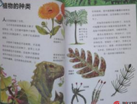 《灼人的秘密》读后感1000字