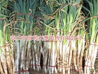 《奔驰的大葱》好看吗？经典观后感锦集