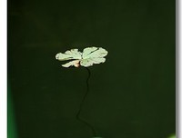 唯美诗，浅得格吟