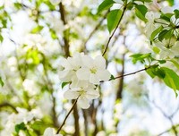 有关生打于似当时，人似当时否的句子