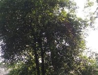 黄帝内经读后感锦集