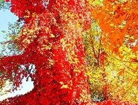 关于高山流水的语句