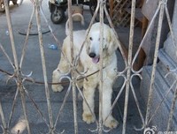  虽不能改变，但尽力去影响