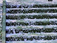 樱若雪飘零。。。句子大全