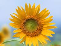 《十七个怀孕的少女》经典观后感有感