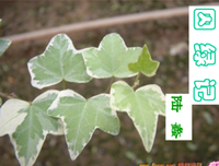 烽火的优美句子