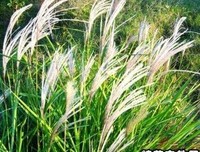 一个人也得下厨房经典读后感有感