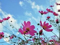 《一路格桑花》经典观后感集
