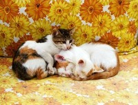 小小猪的梦想 作者：胡湖湖