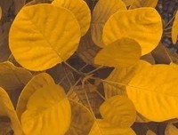 秋分时节，愿你的生活也恰如其“分”