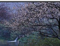 白落梅经典语录