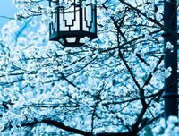 关于烟花易冷的句子