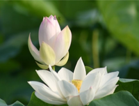 《像花瓣落在心上》的句子