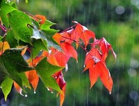 爱的雨露好词好句