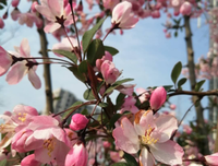 花谢花开皆寻常