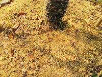 桂花落时