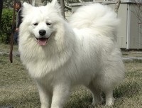 《藏獒情未了》好看吗？经典影评锦集
