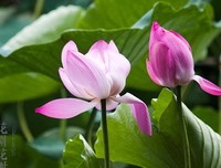 没外要多民发还时花开经典的句子