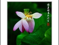 [光影多之沫-旧时铅华]的句子