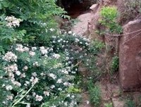 落满山花的小径