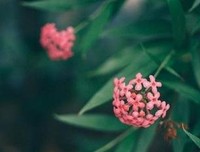 梦落浮华红尘好词好句