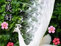 当离开以成注定句子