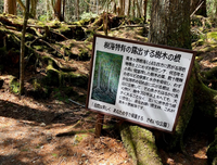 《波之塔》经典观后感有感