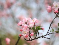 无须如果，生活已然繁花似锦