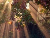 红尘一梦，繁花似锦句子大全