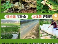 《青蛙王子历险记》读后感1000字