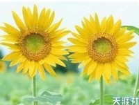 有关葵花成海 你在不在的句子