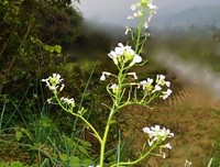 有关花落花开的美句摘抄