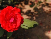 《我是一朵飘零的花》读后感精选