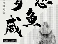 关于有夢想过以不是鹹魚的优美句子