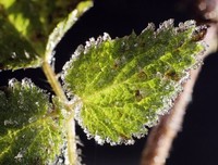 《植物的故事》读后感摘抄