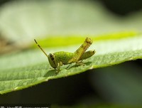 蟋蟀比蚂蚁更有钱?读后感摘抄