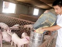 《孤独的小猪》的观后感大全