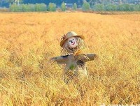 《莎士比亞書店》的读后感大全
