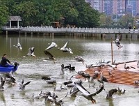 《黑天鵝效應》读后感摘抄