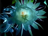 有关昙花一现的美文美句摘抄