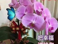 世间文字，不外如是的句子