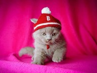 《戴帽子的猫》经典影评1000字