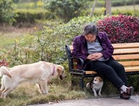 《老人与狗》观后感精选