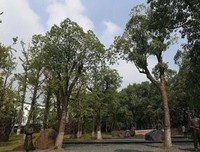 風物志-染青经典名句