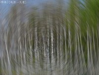 《花与树》经典影评集