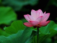 “你是否败给了荷花定律”