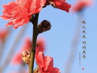 有关桃之夭夭，灼灼其华的句子