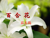 20187着出的句子