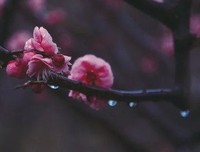 人闲桂花落，满身秋意浓（美得心醉！）